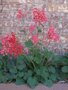 Heuchera sanguinea, Purperklokje