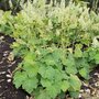 Heuchera villosa macrorhiza, Purperklokje