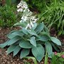 Hosta 'Big Mama', Hartlelie