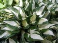 Hosta 'Fire and Ice', Hartlelie