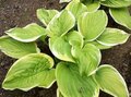 Hosta 'Fragrant Bouquet', Hartlelie