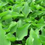 Hosta 'Harry van Trier', Hartlelie