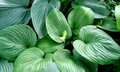 Hosta 'Jurassic Park', Hartlelie