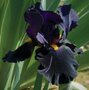 Iris germanica 'Black Knight', Iris