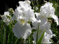 Iris germanica 'Immortality', Iris