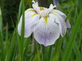 Iris ensata 'Aquamarin', Iris