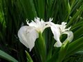 Iris pseudacorus 'Créme de la Créme', Iris