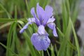 Iris siberica 'Perry's Blue', Iris