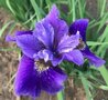 Iris siberica 'Ruffled Velvet', Iris