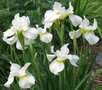 Iris sibirica 'Snow Queen', Iris