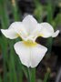 Iris sibirica 'White Swirl', Iris