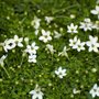 Isotoma fluviatilis 'Alba'