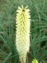 Kniphofia 'Ice Queen', Vuurpijl