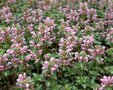 Lamium maculatum 'Shell Pink', Dovenetel