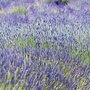 Lavandula int. 'Provence', P9 Lavendel