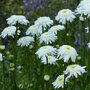 Leucanthemum superbum 'Wirral Supreme', Margriet