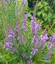 Linaria purpurea, Vlasleeuwebek