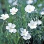 Linum perenne 'Diamant', Vlas