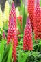 Lupinus 'Gallery Red', Lupine