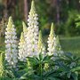 Lupinus 'Gallery White', Lupine