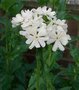 Lychnis chalcedonica 'Alba', Brandende liefde