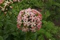 Lychnis chalcedonica 'Carnea', Brandende liefde