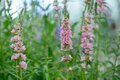 Lythrum salicaria 'Blush', Kattestaart