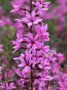 Lythrum virgatum 'Rose Queen', Kattestaart