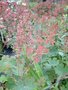 Macleaya cordata 'Flamingo', Pluimpapaver