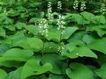 Maianthemum bifolium, Dalkruid