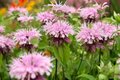 Monarda 'Beauty of Cobham', Bergamot