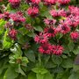 Monarda 'Bee Happy', Bergamot