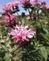 Monarda 'Bee Lieve', Bergamot