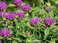 Monarda 'Blaustrumpf', Bergamot