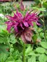 Monarda 'Scorpion', Bergamot