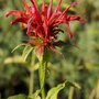 Monarda 'Sqauw', Bergamot