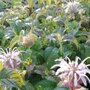 Monarda bradburiana 'JS Mocassins', Bergamot