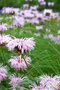 Monarda bradburiana, Bergamot