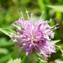 Monarda fistulosa, Bergamot