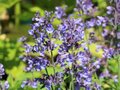 Nepeta faassenii 'Dropmore', Kattekruid