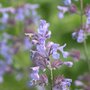 Nepeta faassenii, Kattekruid