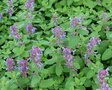 Nepeta racemosa 'Odeur Citron', Kattekruid