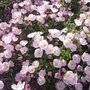 Oenothera speciosa 'Siskiyou', Teunisbloem