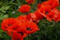 Papaver orientale 'Allegro', Oosterse papaver