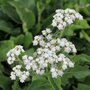 Parthenium integrifolium, Wilde kinine