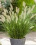 Pennisetum alop. 'Little Honey' P9, Lampepoetsergras