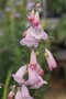 Penstemon 'Apple Blossom', Schildpadbloem