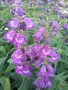 Penstemon 'Sour Grapes', Slangekop