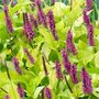 Persicaria amplexicaulis 'Golden Arrow' P9, Duizendknoop