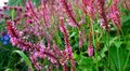 Persicaria amplexicaulis 'High Society', Duizendknoop